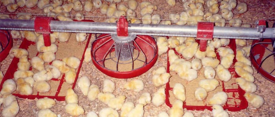 Rectangular Chick Feed Tray In Use